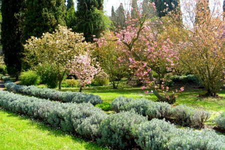 Path with cherry blossoms - Giardino di Ninfa, Italy - DSC02977