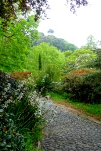 Pathway - Glendurgan Garden - Cornwall, England - DSC01771