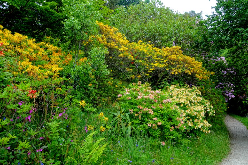 Pathway - Glendurgan Garden - Cornwall, England - DSC01777