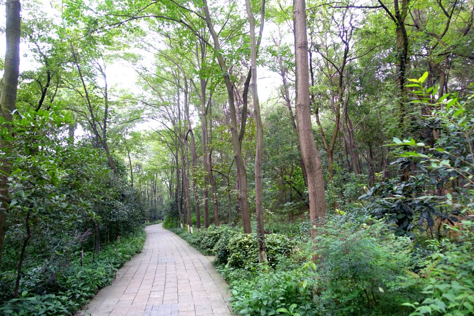 Pathway - Chengdu Botanical Garden - Chengdu, China - DSC03600