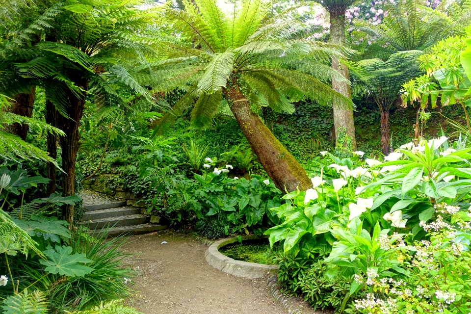 Pathway - Glendurgan Garden - Cornwall, England - DSC01948