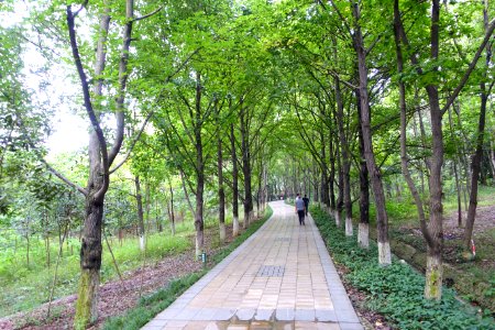 Pathway - Chengdu Botanical Garden - Chengdu, China - DSC03608
