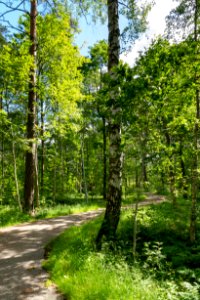 Path at summer soltice in Tuntorp, Brastad 2