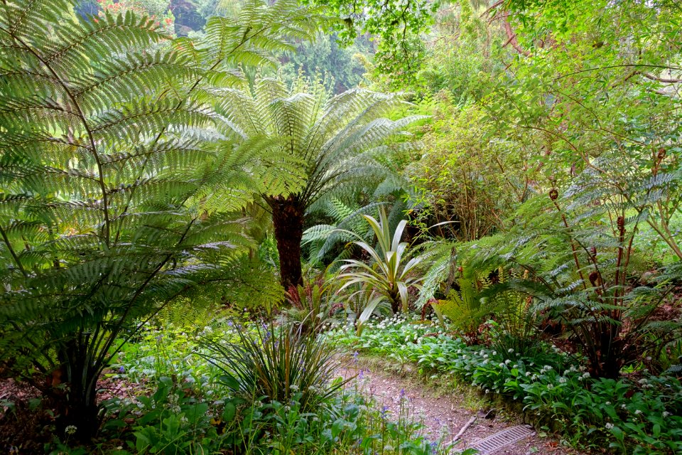 Pathway - Glendurgan Garden - Cornwall, England - DSC01861