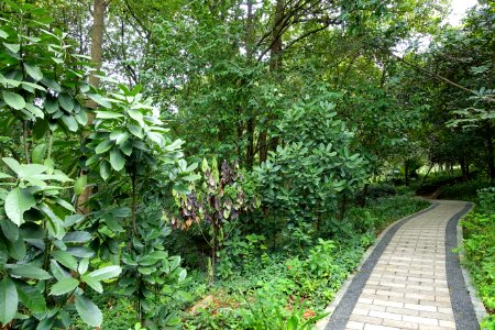 Pathway - Chengdu Botanical Garden - Chengdu, China - DSC03311