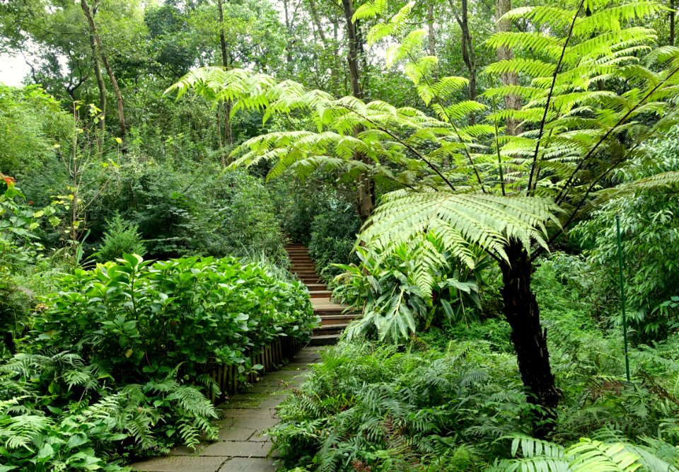 Pathway - Chengdu Botanical Garden - Chengdu, China - DSC03255