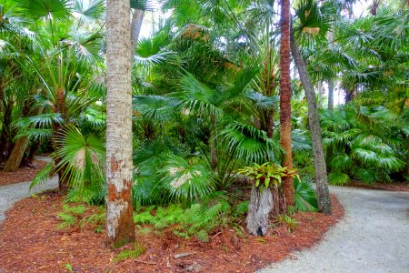 Pathways - McKee Botanical Garden - Vero Beach, Florida - DSC03095