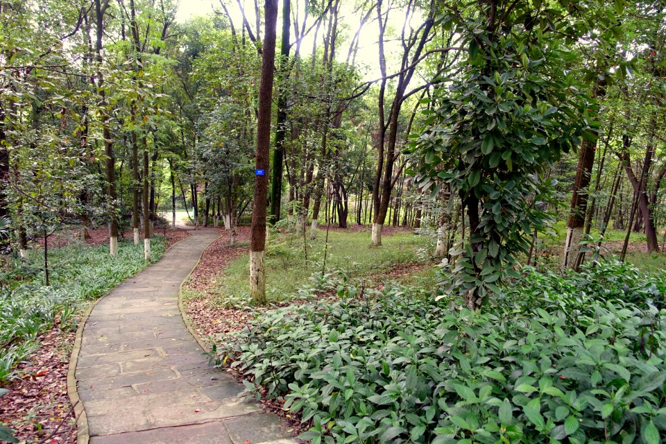 Pathway - Chengdu Botanical Garden - Chengdu, China - DSC03510