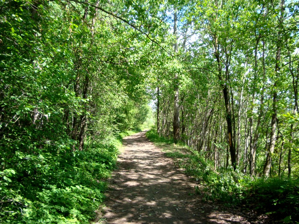 Path in a park of in Minsk city - Belarus - 1 - 2014 AD