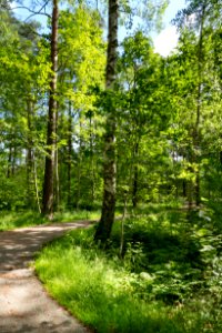 Path at summer soltice in Tuntorp, Brastad 1