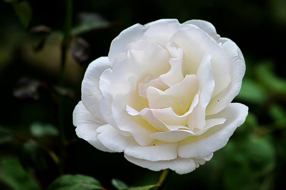 Bloom floribunda garden