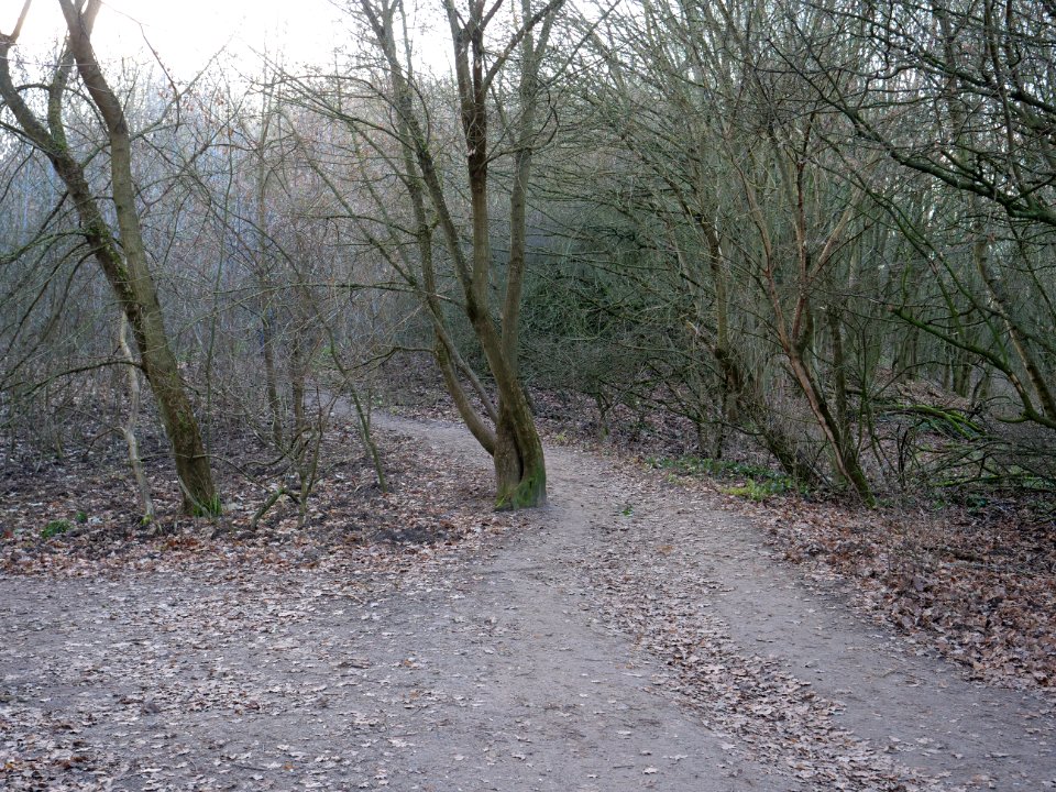 Path at Drachenberg on 2019-12-18 10