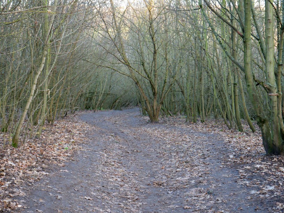 Path at Drachenberg on 2019-12-18 02