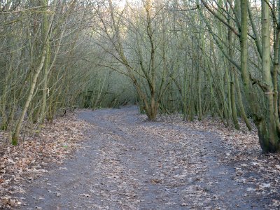 Path at Drachenberg on 2019-12-18 02
