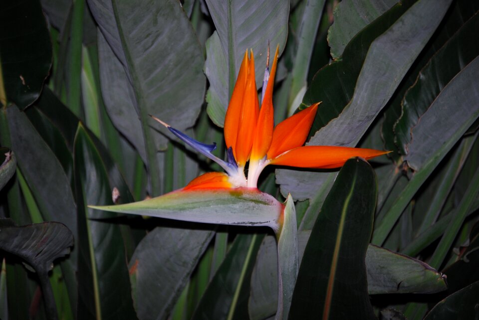 Bloom orange flower