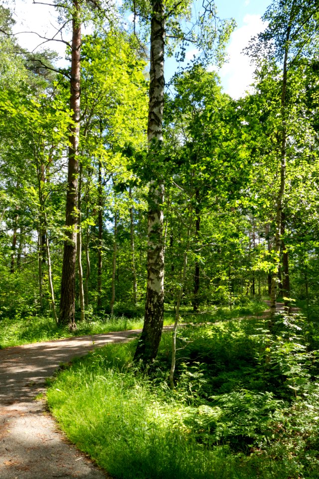 Path at summer soltice in Tuntorp, Brastad 3