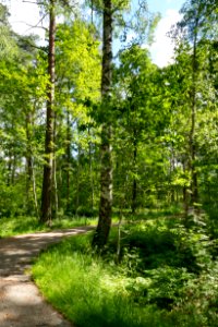Path at summer soltice in Tuntorp, Brastad 3