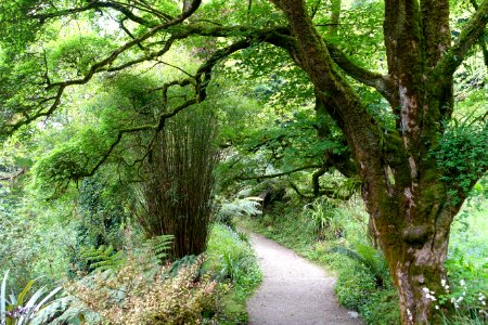 Pathway - Glendurgan Garden - Cornwall, England - DSC01848