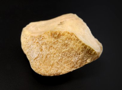 Patella - detail of bone tissue photo