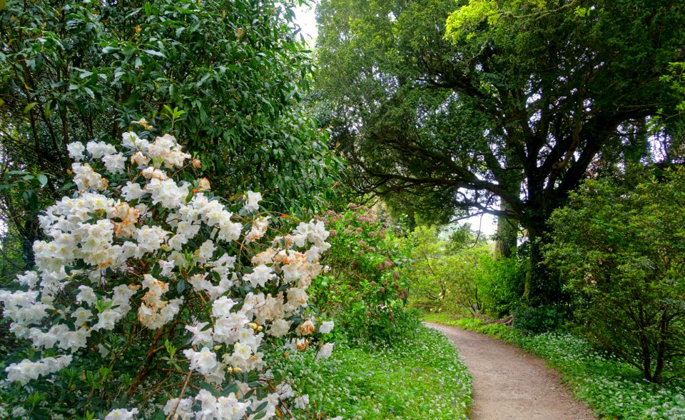 Pathway - Glendurgan Garden - Cornwall, England - DSC02011
