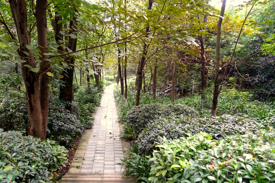 Pathway - Chengdu Botanical Garden - Chengdu, China - DSC03538