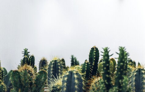 Cactus cactuses plants photo