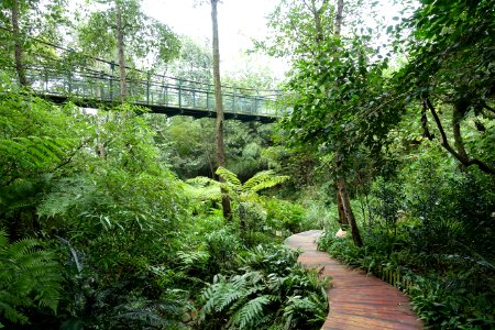 Pathway with suspension bridge - Chengdu Botanical Garden - Chengdu, China - DSC03269