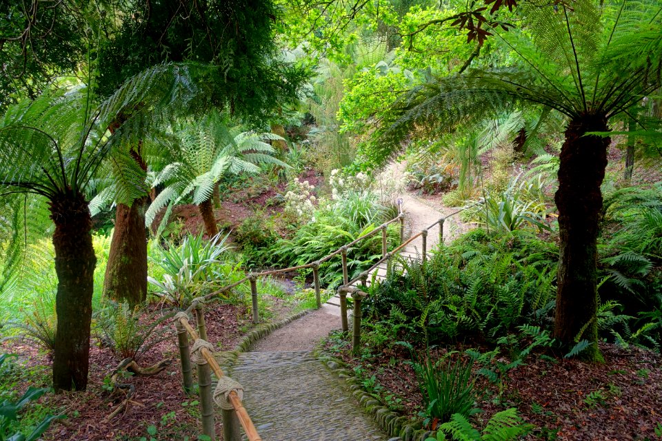 Pathway - Glendurgan Garden - Cornwall, England - DSC01912