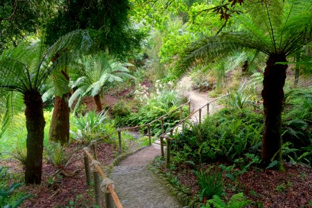 Pathway - Glendurgan Garden - Cornwall, England - DSC01912