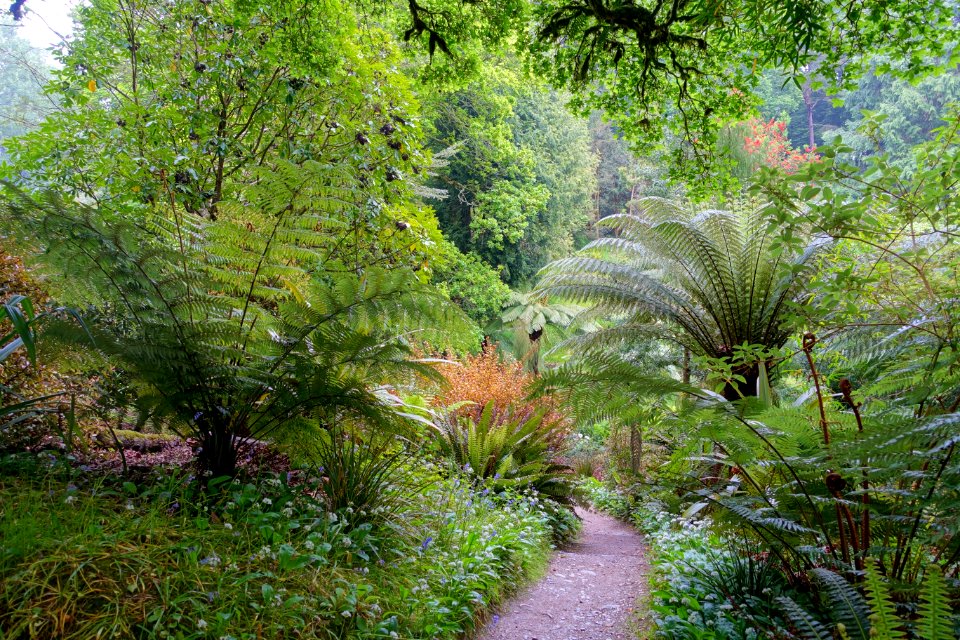 Pathway - Glendurgan Garden - Cornwall, England - DSC01869