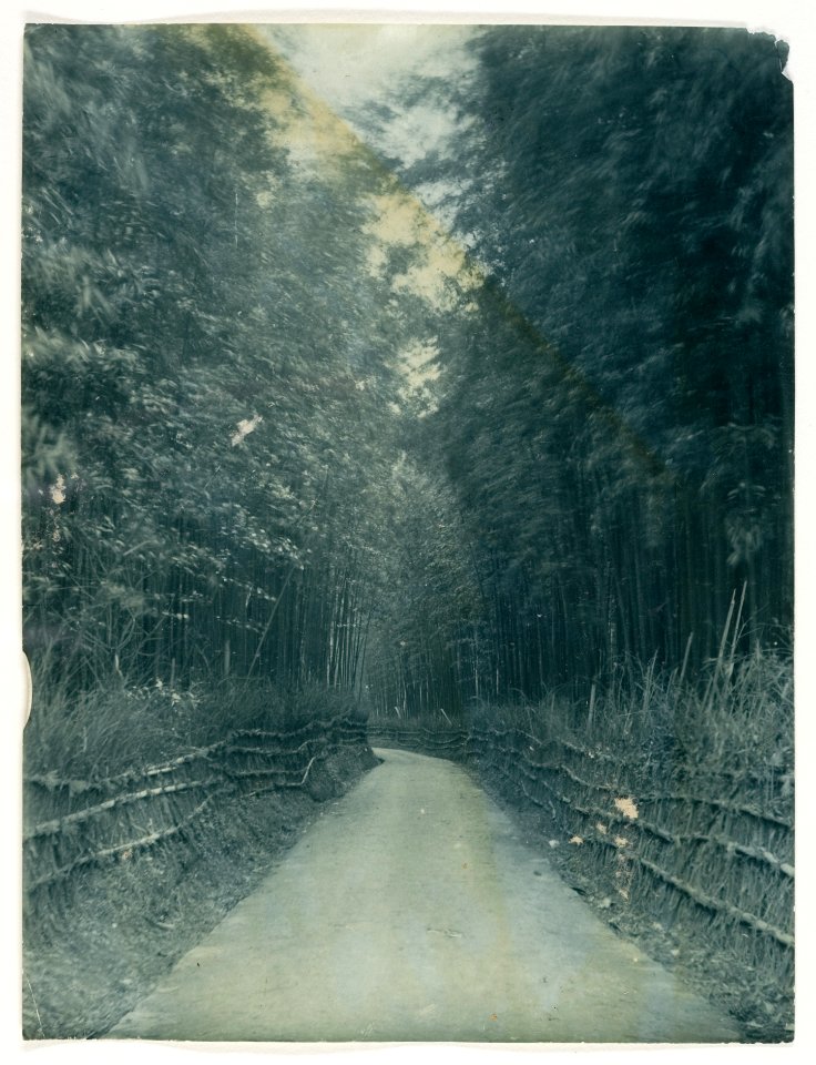 Path through a Grove of Bamboo by Adolf de Meyer 1890's