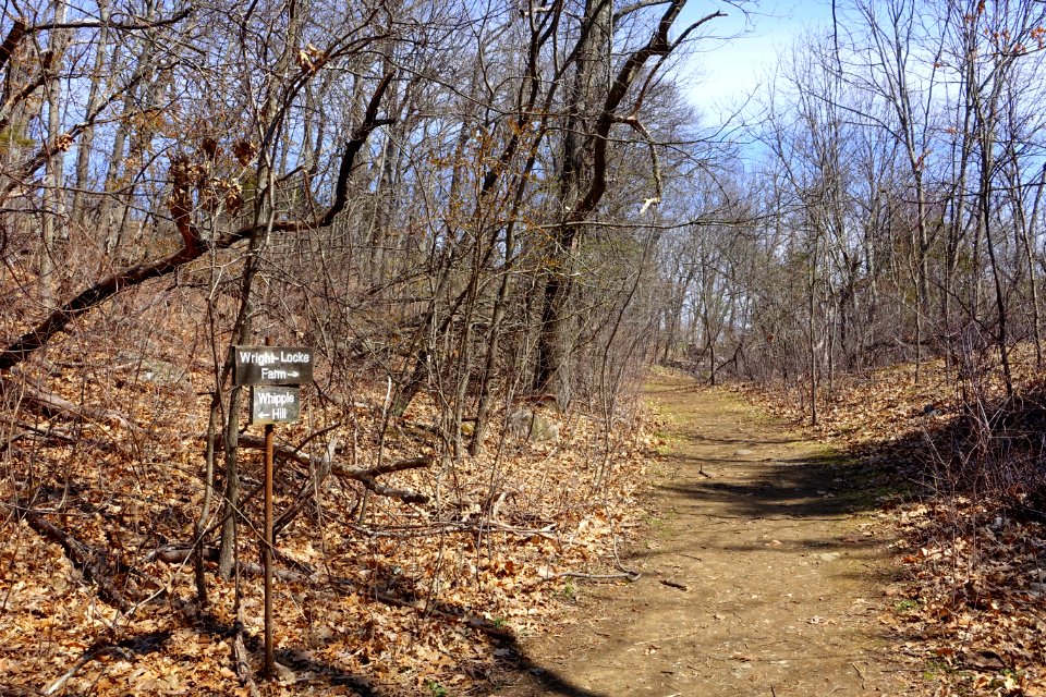 Path - Whipple Hill - Lexington, MA - DSC00278