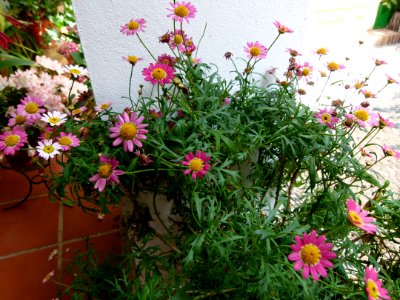 Patios of Cordoba - flowers 3