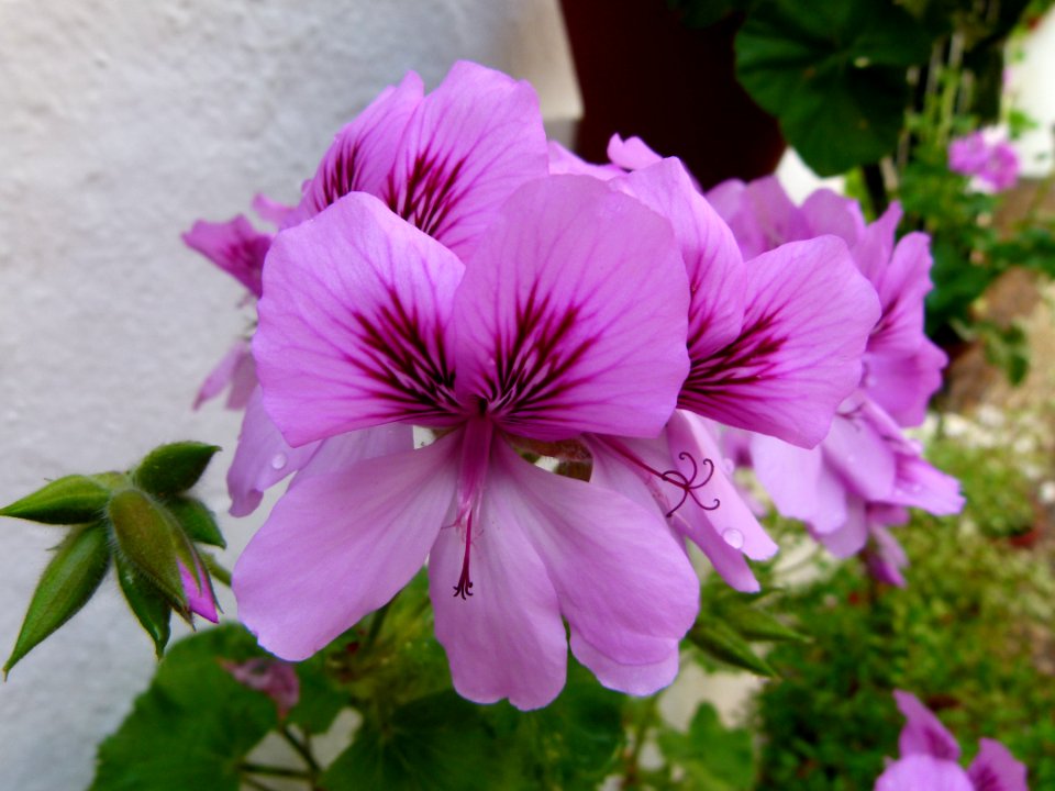 Patios of Cordoba - flowers