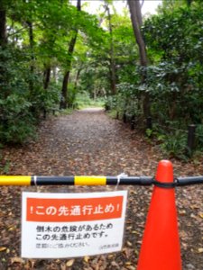 Path blocked because trees may fall