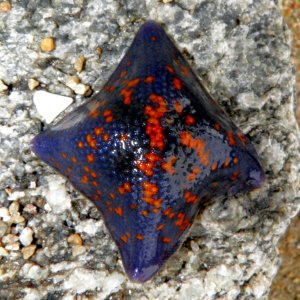 Patiria pectinifera with four arms (dorsal)