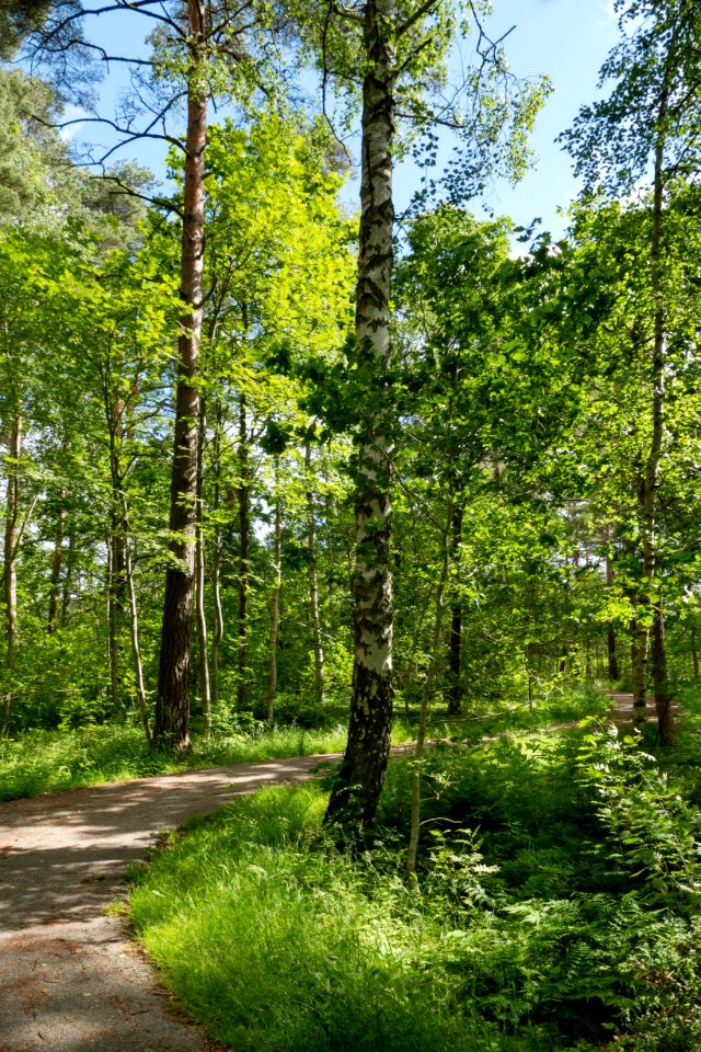 Path at summer soltice in Tuntorp, Brastad 4