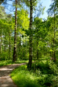 Path at summer soltice in Tuntorp, Brastad 4