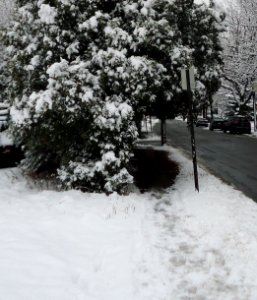Pathway underneath trimmed trees