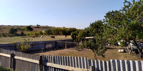 Pasture behind the yard