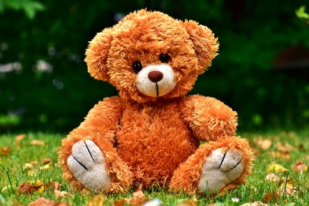 Teddy bear plush stuffed animal photo