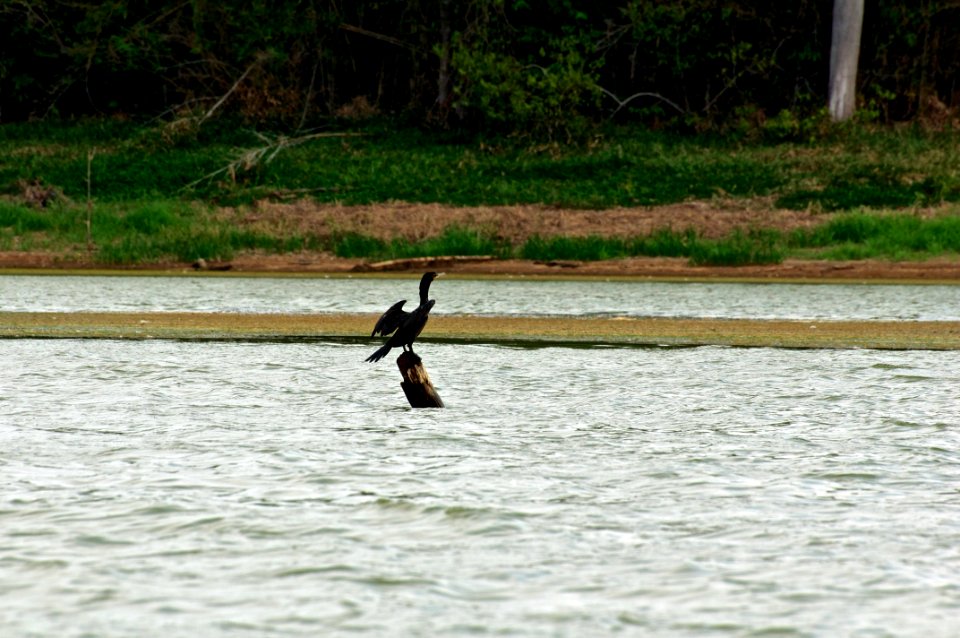Pato en burro negro