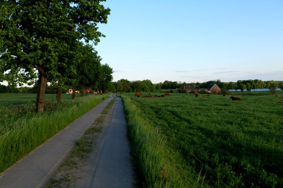Pasture in Friedrichswalde 2021-05-29 09