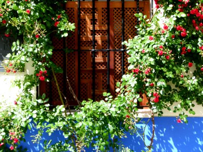 Patio de Cordoue