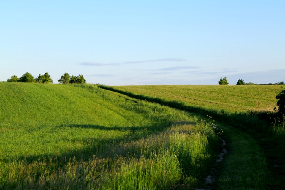 Pasture in Friedrichswalde 2021-05-29 02