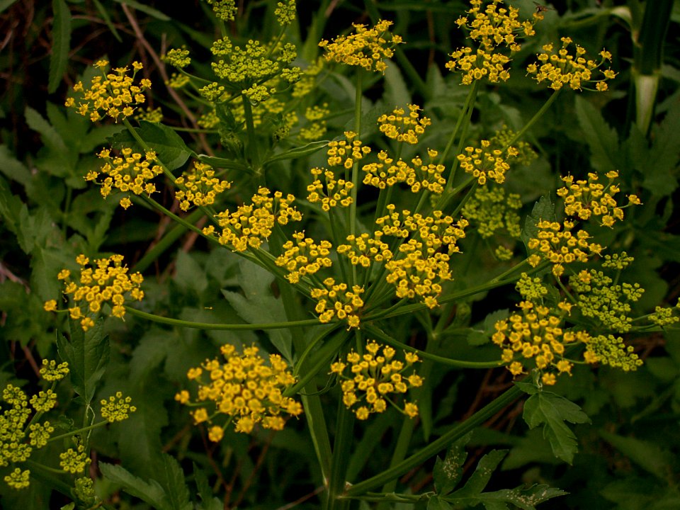 Pastinaca sativa 2014-06-09 Schenley Park 02