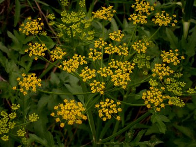 Pastinaca sativa 2014-06-09 Schenley Park 02