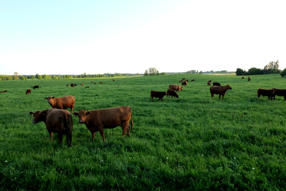 Pasture in Friedrichswalde 2021-05-29 04
