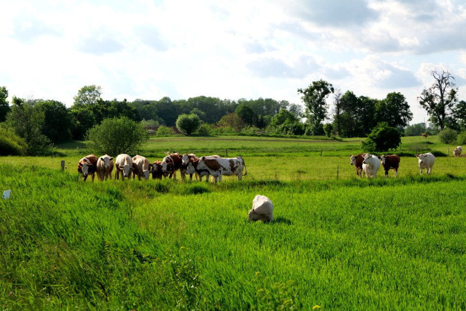 Pasture in SAC Kronhorst-Groß Fredenwalde 2021-05-29 03