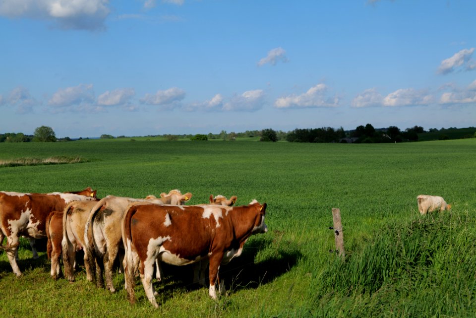 Pasture in SAC Kronhorst-Groß Fredenwalde 2021-05-29 07